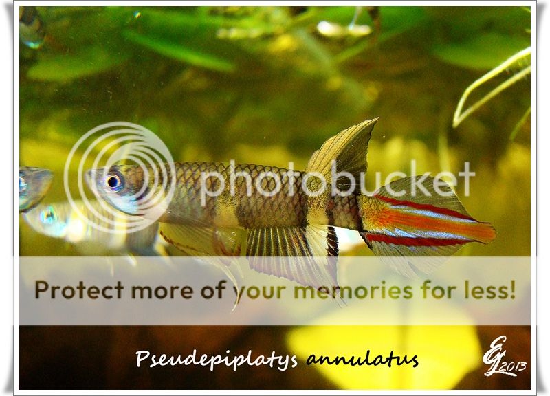 Pseudepiplatys04.jpg Photo by yonohoi | Photobucket